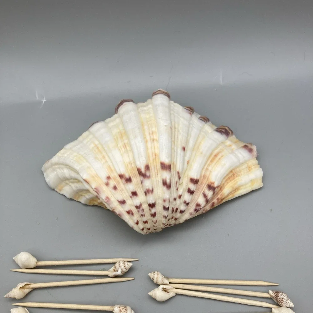 Vintage 1960's Sea Shell Appetizer Pick Set Large Main Shell 32  Toothpicks